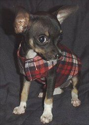 a small dog wearing a red and black plaid shirt on it's chest, looking at the camera