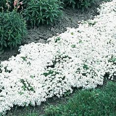 some white flowers are growing in the grass