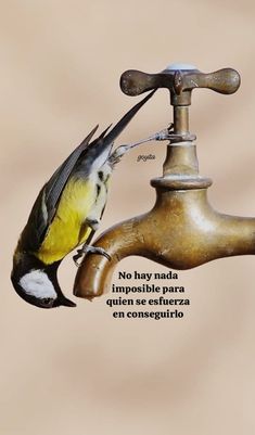 a bird drinking water from a faucet with spanish words above it that say no hay nadda in spanish