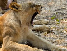 a young lion yawns as it sits on the ground with its mouth open