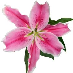 FiftyFlowers.com - Dazzling Pink Oriental Lily Types Of Lilies, Dream Wedding Bouquet, Trumpet Lily, Hypericum Berries, Pink Lillies, Asiatic Lilies, Flower Meanings, Rose Lily, Flower Care