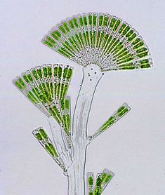 an image of some type of plant under microscope glass with green and white markings on it