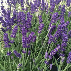 purple flowers are growing in a pot outside