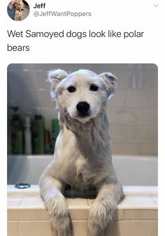 a white dog sitting on top of a bath tub