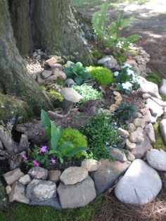 there is a rock garden in the ground next to a tree and some rocks on the ground