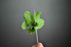 a person holding up a green leaf on a toothpick in their left hand