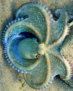 an octopus in the sand with it's tentacles curled up to look like they are swimming