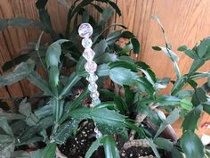 a potted plant with some beads hanging from it