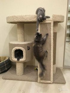 two cats playing in a cat tree with one climbing on the top and another standing on its hind legs