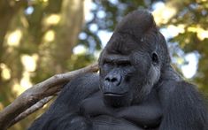 a gorilla sitting on top of a tree branch next to a forest filled with trees