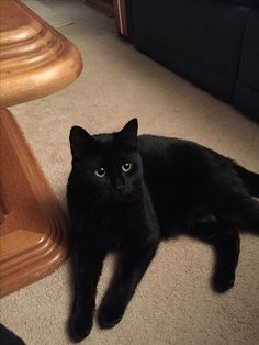 a black cat is laying on the floor