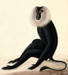 an illustration of a black and white monkey sitting on the ground with its head turned to the side