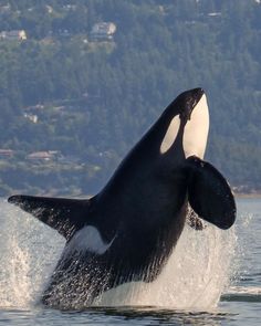 an orca jumping out of the water