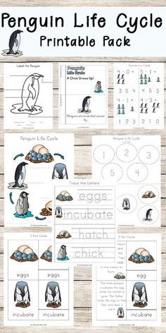 penguin life cycle printable pack with pictures and instructions for children to learn how to use them