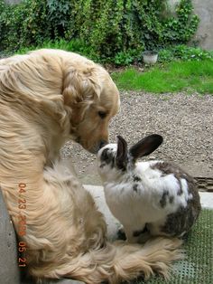 a dog and a rabbit sitting next to each other