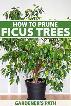 a potted plant with the words how to prune ficus trees gardener's path