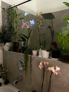 a bathroom with plants on the wall and a bathtub in the shower stall area