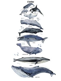 the different types of whales are shown in this illustration