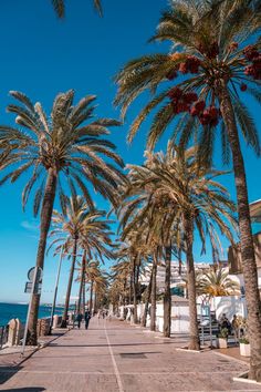 palm trees line the street in front of an oceanfront building and beach side walkway