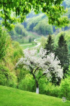 a lush green field with trees in the background and a winding road running through it