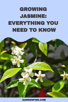 the words growing jasmine everything you need to know