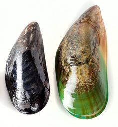 two large rocks sitting next to each other on top of a white surface with green and brown colors