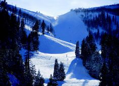 a snow covered mountain with lots of trees on it