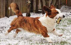 a brown and white dog running in the snow