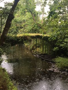 a small river running through a lush green forest