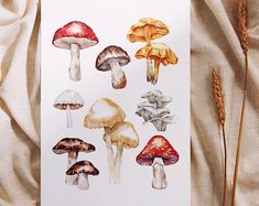 a card with different types of mushrooms on it next to some brown stalks and grass