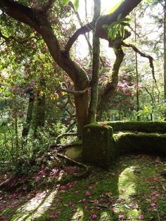 a moss covered rock in the middle of a forest with pink flowers on it's ground