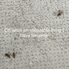 the words on the ground are written in white ink with small bugs crawling around it