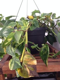 a potted plant on top of a wooden table