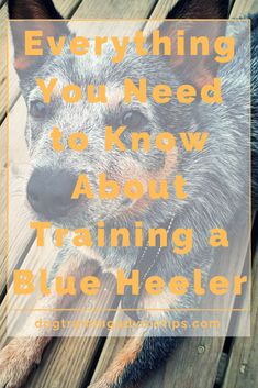 a dog with the words everything you need to know about training a blue heeler