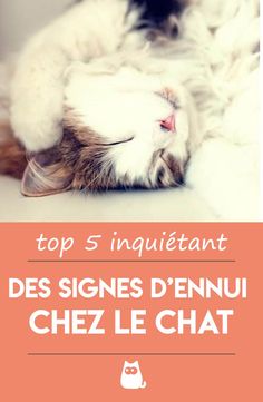 a cat laying on its back with the caption top sinquitetant des signs d'enu chez le chat