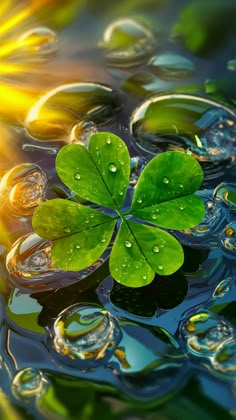 a green leaf floating on top of water with sun shining in the backround