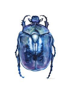 a drawing of a blue beetle on a white background