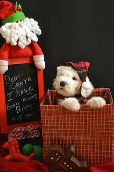 a small white dog sitting in a gift box with santa clause on it's head