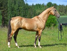 a brown horse standing on top of a lush green field next to a tree filled forest