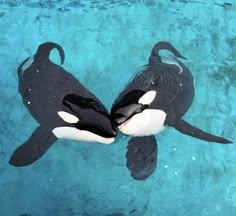 two black and white orca whales swimming in the blue water with their heads touching each other