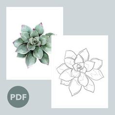 a drawing of a succulent plant with leaves