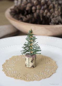 a small pine tree is placed in a tiny pot on a doily place mat