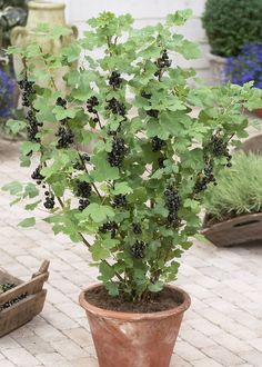 a potted plant with black berries on it