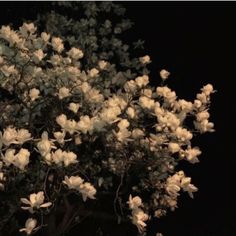 a tree with white flowers in the dark