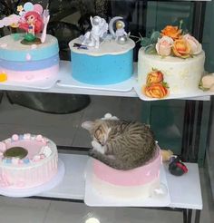 there is a cat that is laying on top of cakes