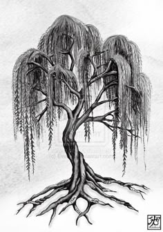 Finn's side tattoo Tattoo Tree Roots, Tree Tattoo Side, Weeping Willow Tattoo, Willow Tattoo, Willow Tree Art, Roots Tattoo, Willow Tree Tattoos, Tattoo Tree, Super Tattoo