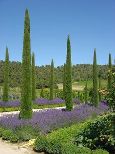 an outdoor garden with many trees and flowers