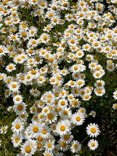 many white and yellow flowers in a field