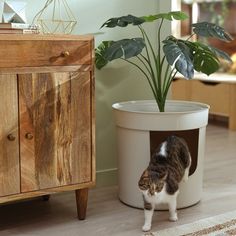 a cat is standing in a white container next to a wooden cabinet and potted plant