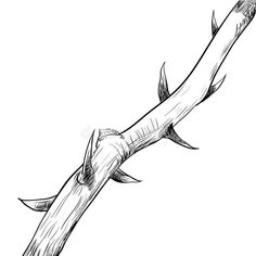 a drawing of a branch that has been cut in half and is bent to the side